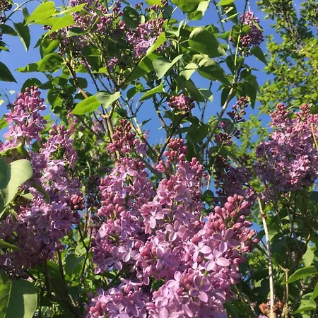 Holiday home Loewenzahn By Interhome *