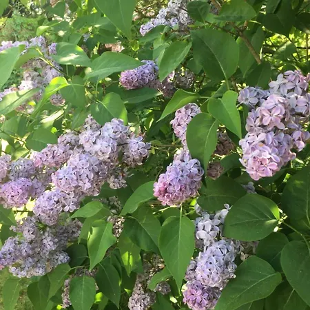 Loewenzahn By Interhome Holiday home *