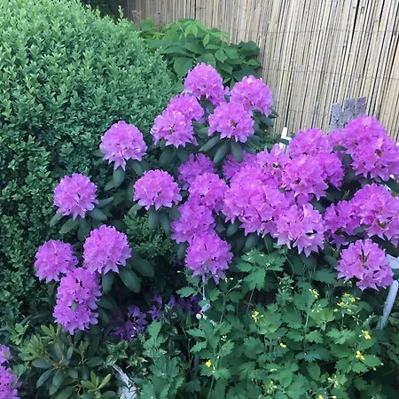 Loewenzahn By Interhome * Kappe