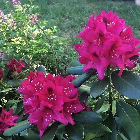 Holiday home Loewenzahn By Interhome *