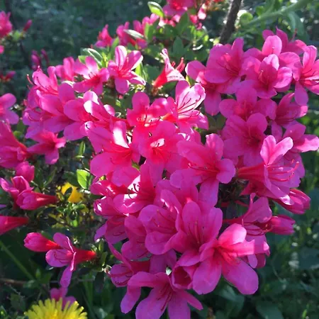 Holiday home Loewenzahn By Interhome Kappe