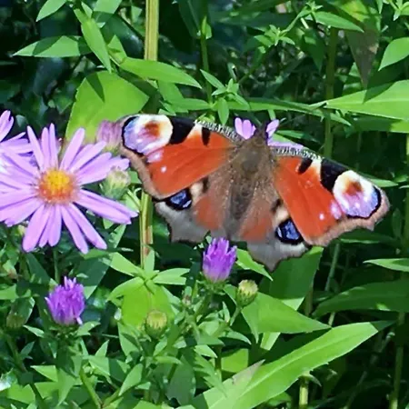 Loewenzahn By Interhome *