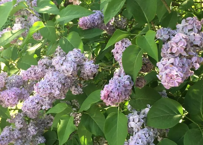 Loewenzahn By Interhome Holiday home *