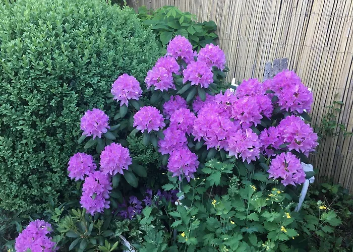 Loewenzahn By Interhome * Kappe