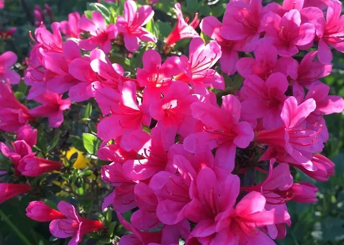 Holiday home Loewenzahn By Interhome Kappe