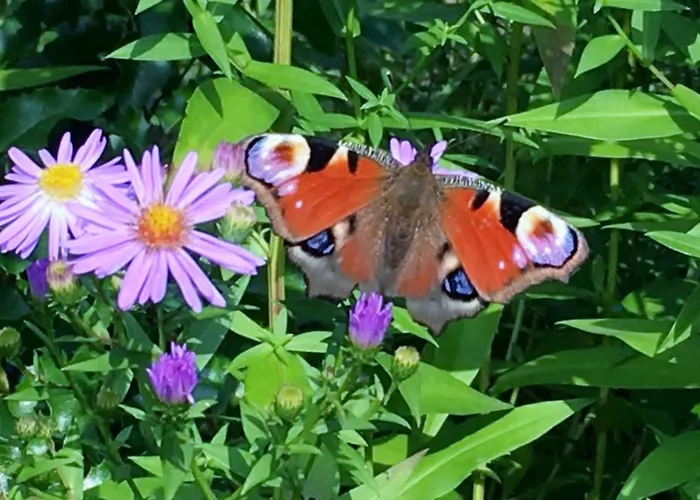 Loewenzahn By Interhome *